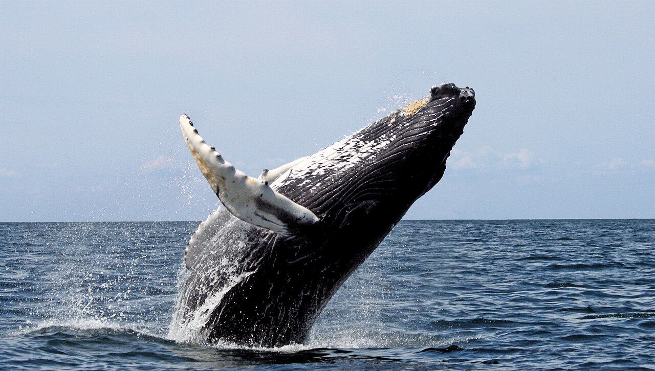 Humpback whale breaching