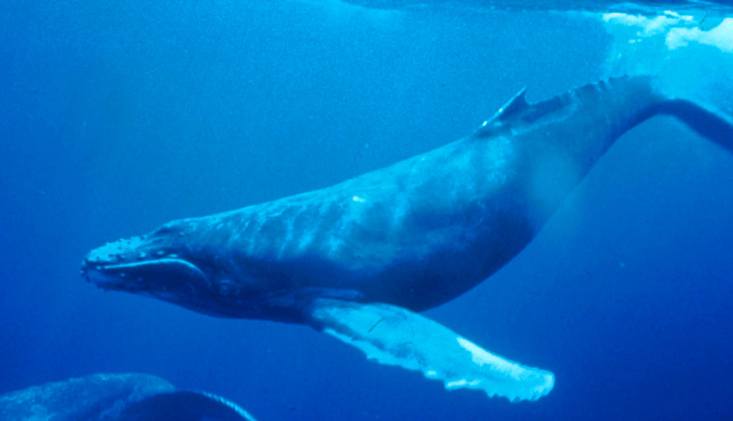 Humpback whale underwater in warm Pacific waters