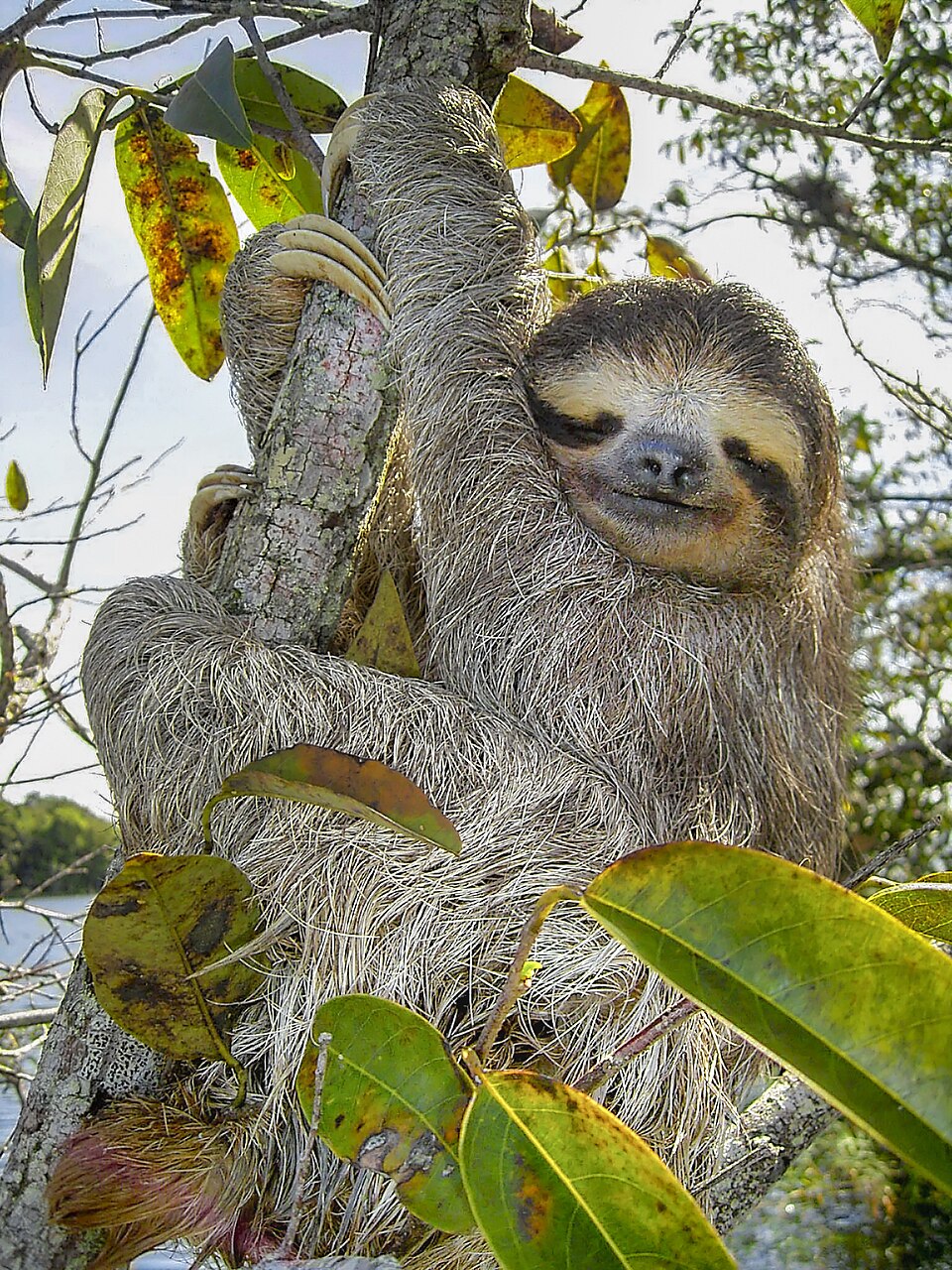Three-toed sloth at the Alturas Wildlife Sanctuary